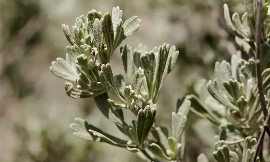 imgi_3_https3a2f2fcdn-evbuc-com2fimages2f11711702842f27469191738212f12foriginal-png-2