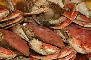 dungeness-crab-close818704