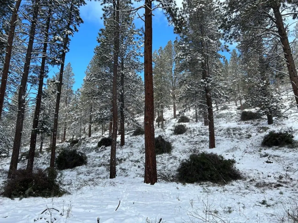 piles_for_burning259447