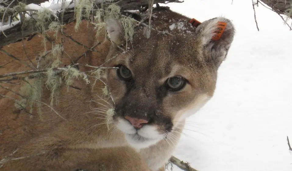 mountain lion