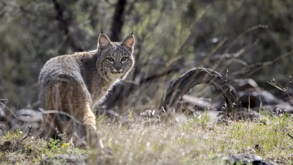 close-up-release-shot-_photo-credit_-sue-dougherty473488