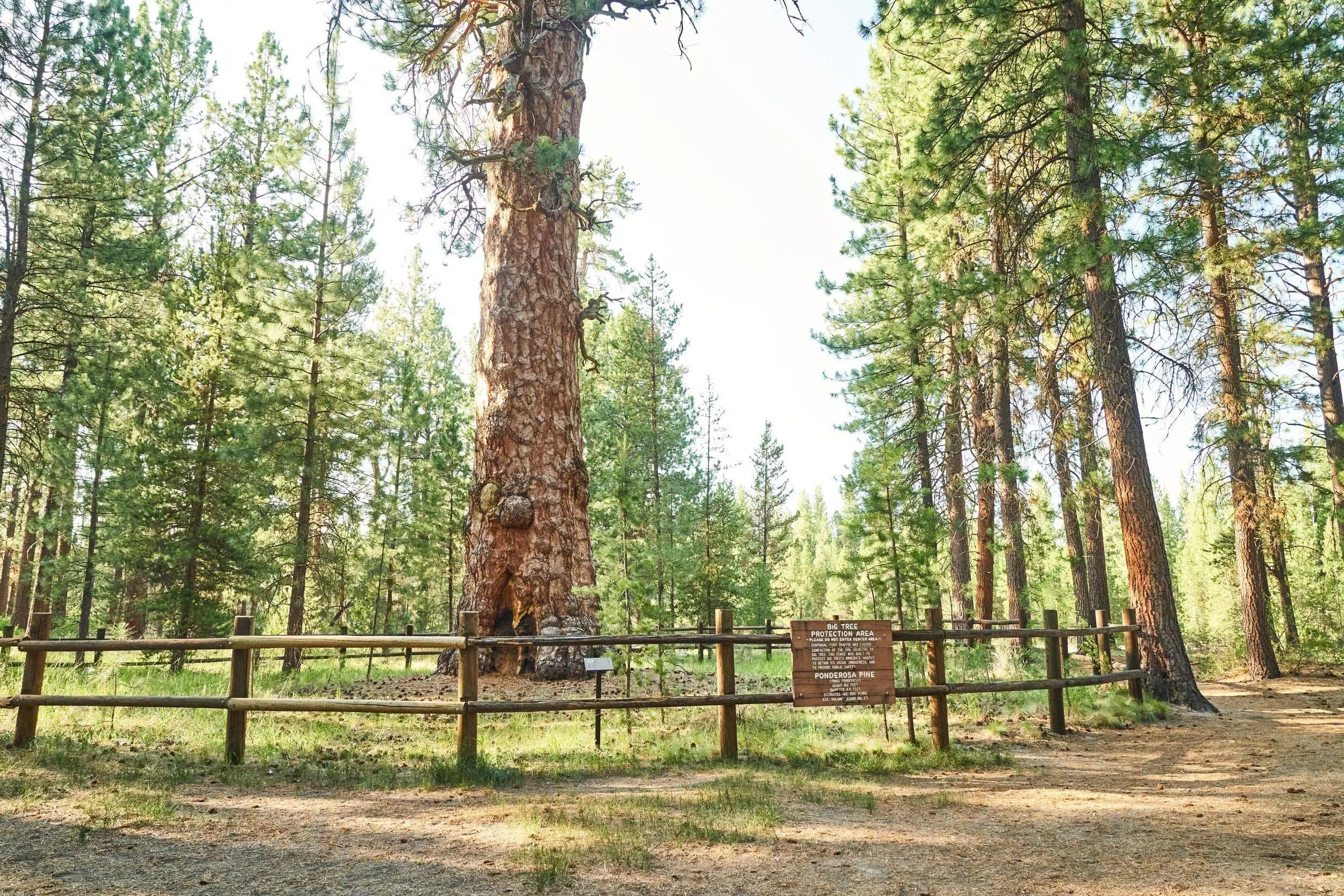 lapinestateparkdylanvanweelden358892