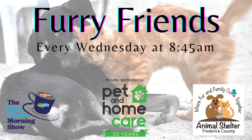 copy-of-furry-friends-pet-and-home-care