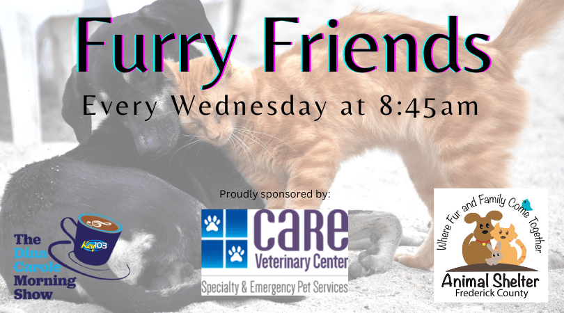 furry-friends-care