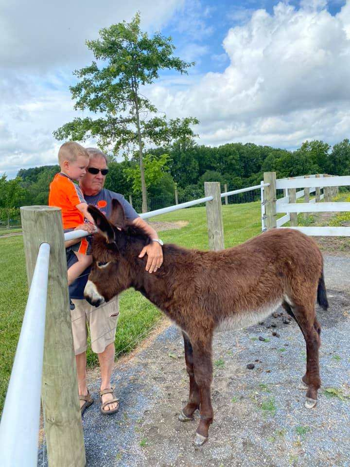 donkey-petting