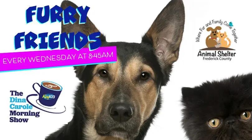 furry-friends-2024