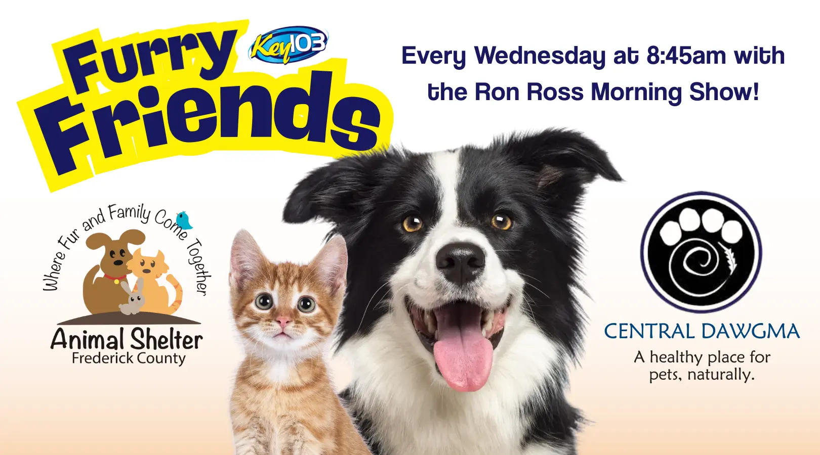 Image of a Furry Friends and Key 103 Radio Station Logo featuring a small orange kitten and large black and white collie. The text above says "Every Wednesday at 8:45am with the Ron Ross Morning Show!" To the left is the Animal Shelter Frederick County logo which reads "Where Fur and Family Come Together" and to the right is the Central Dawgma logo, which reads "A healthy lace for pets, naturally."