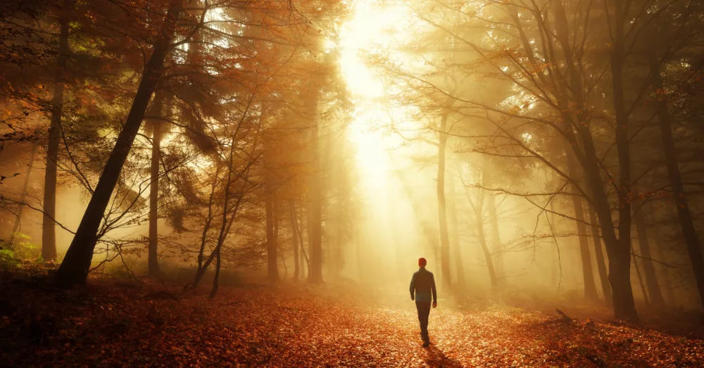 16022-man-walking-toward-sun-in-dark-autumn-forest677815