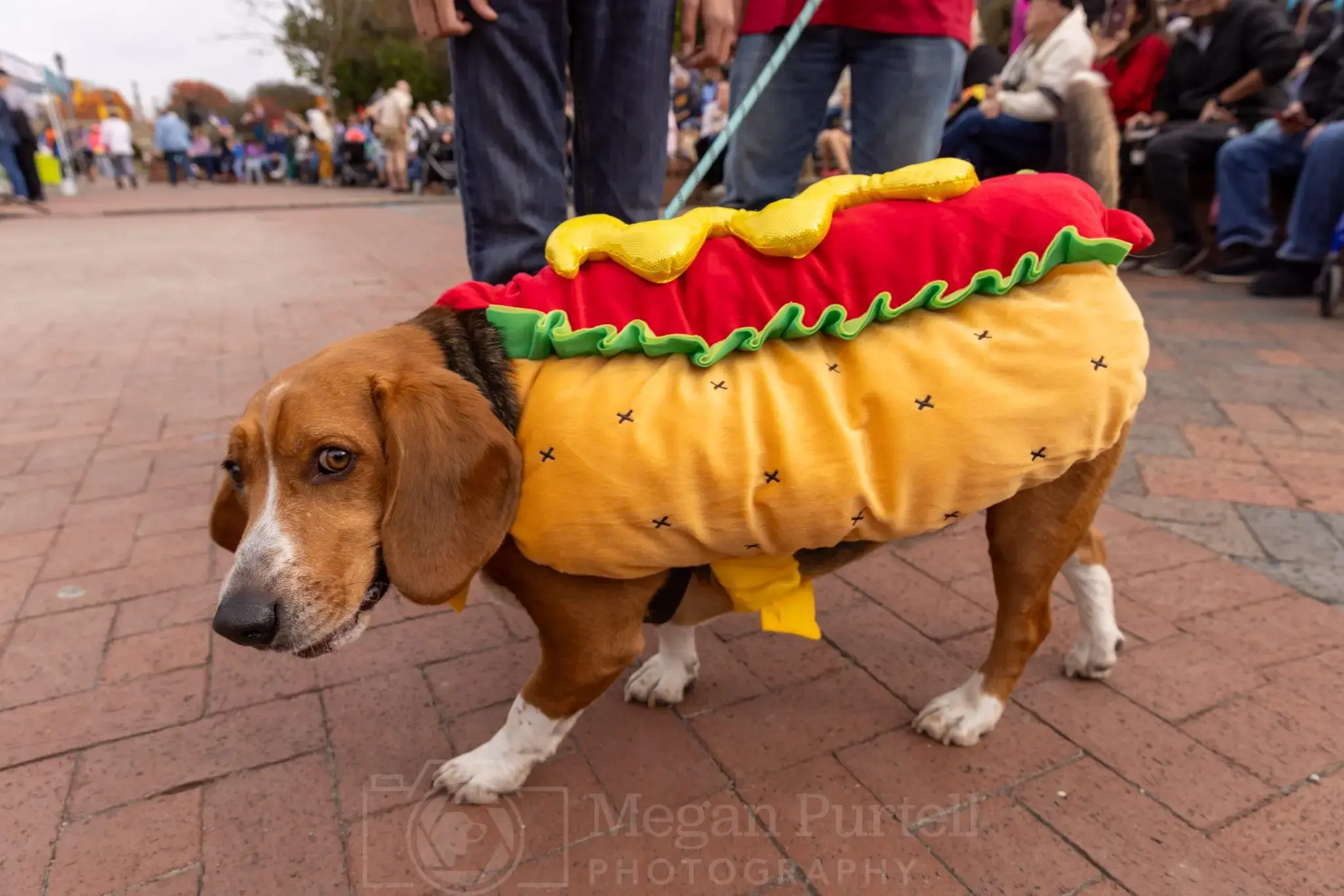 canines-2025-theme-photo-jpg