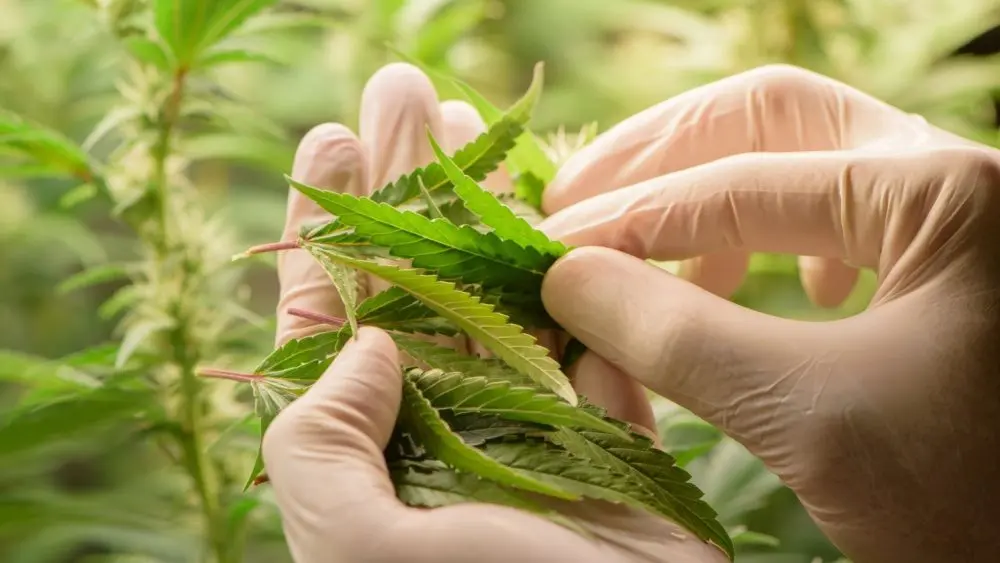 Scientists pruning cannabis inside the farm^cannabis marijuana science lab farming for increse THC^ CBD chemical on cannabis flower. Cannabis greenhouse control environtment for medical industry.