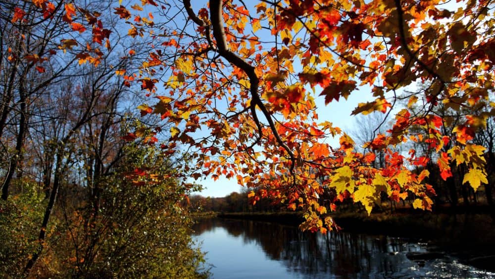 Fall-tree-branch-leaves-along-river_-_Virginia_-_ForestWander