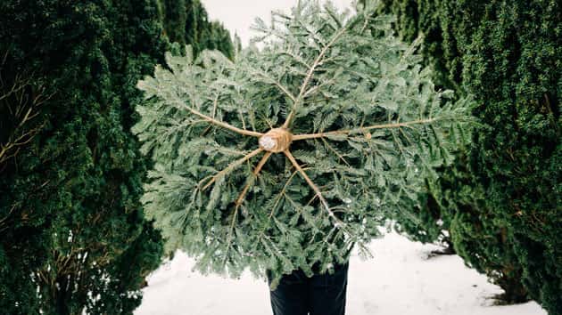 istock_christmastrees_121219-2