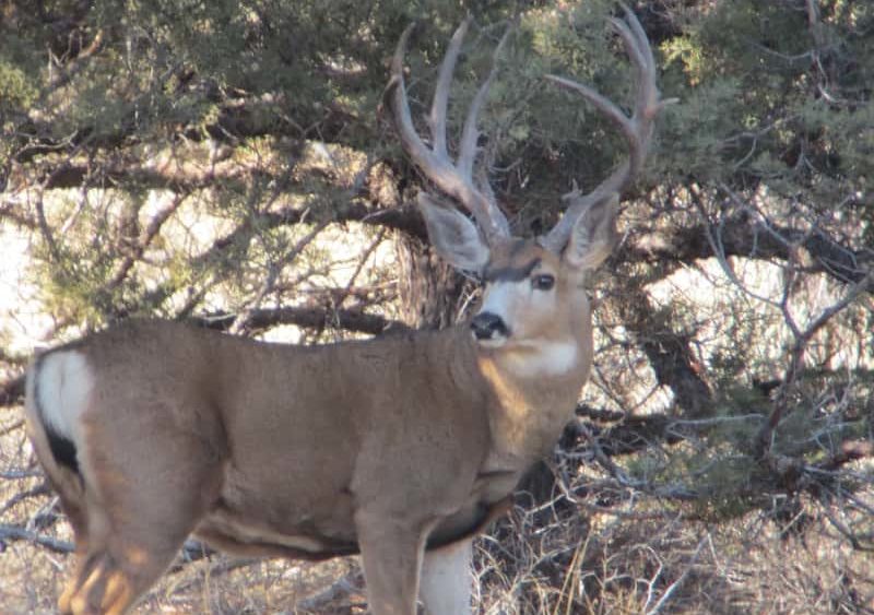 mule-deer-osp390447