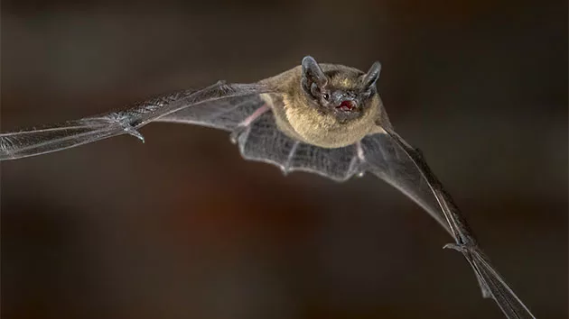 istock_061419_bats404684