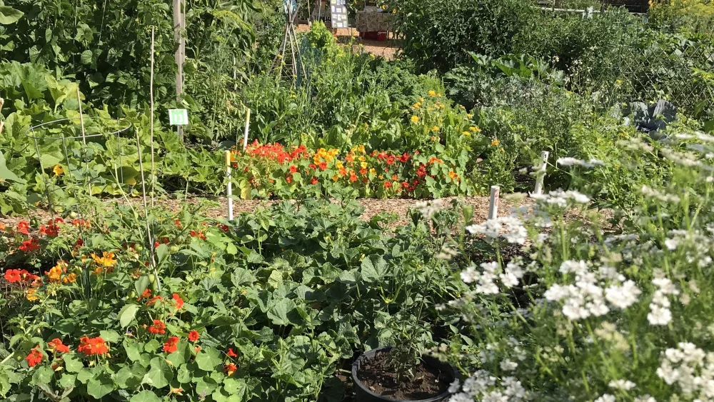 hollinshead-plots-2019-rotated383365