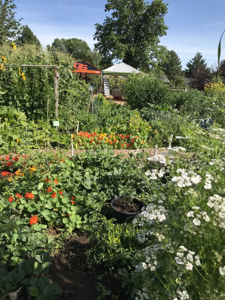 hollinshead-plots-2019-rotated383365