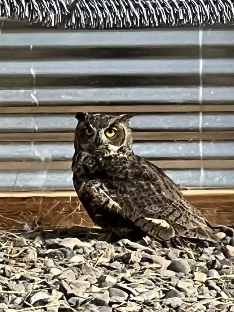 ghow-in-flight-enclosure985489