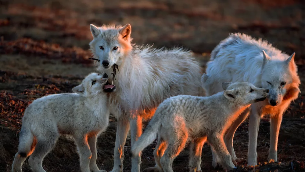 wolves_exhibit628233