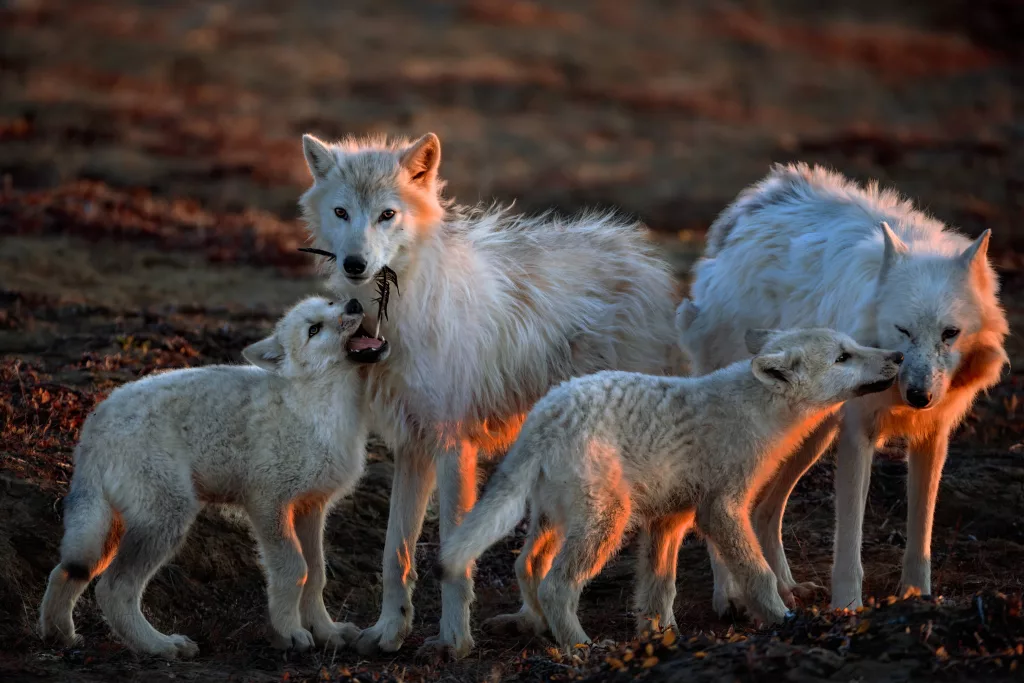 wolves_exhibit628233
