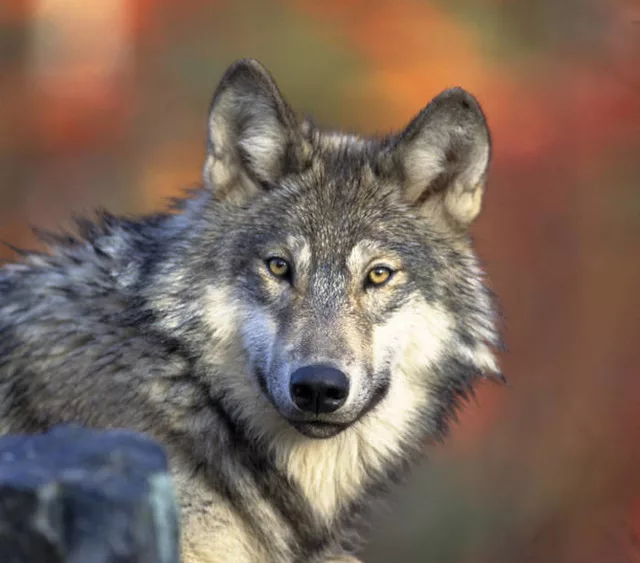 wolf187417