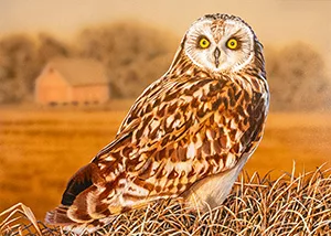art_owl408764