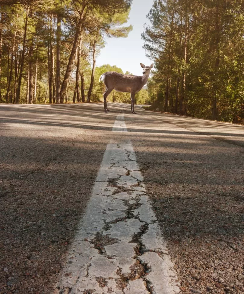 deer_in_road452341