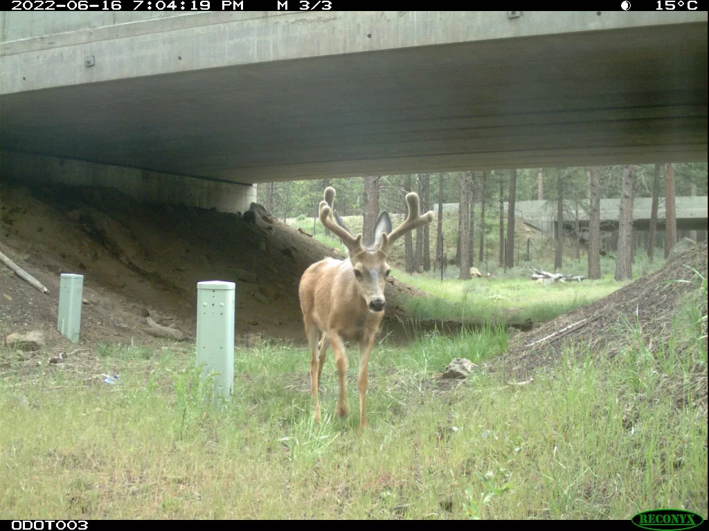 101222_wildlife_crossing_1225820