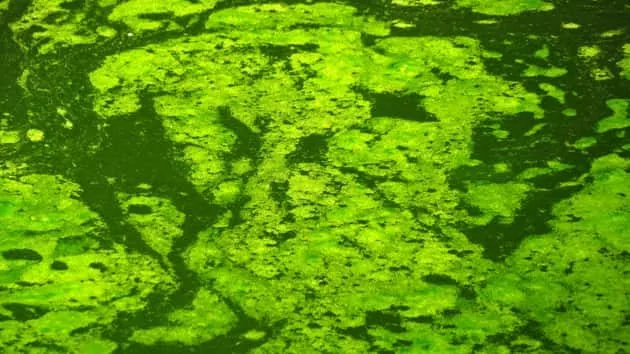 getty_070516_algae963399