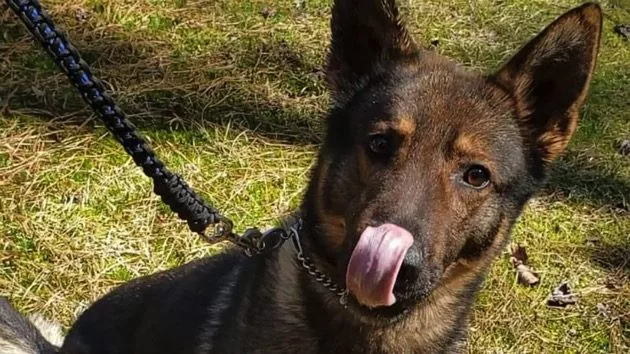 k9-dog-ht-ml-210401_1617284347637_hpmain_16x9_992412877