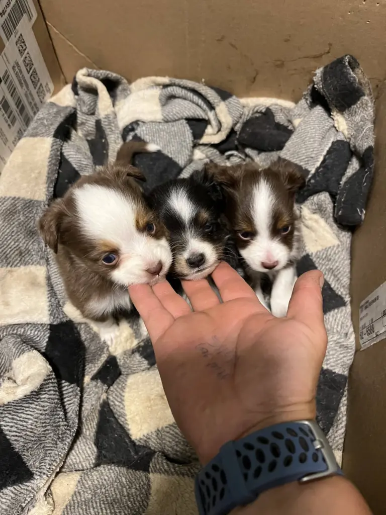 puppies301530