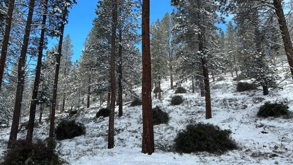 piles_for_burning618535