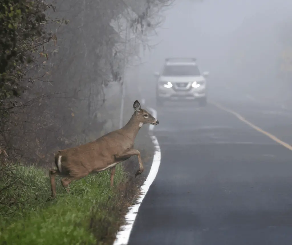 w4wdeerdec2025622358