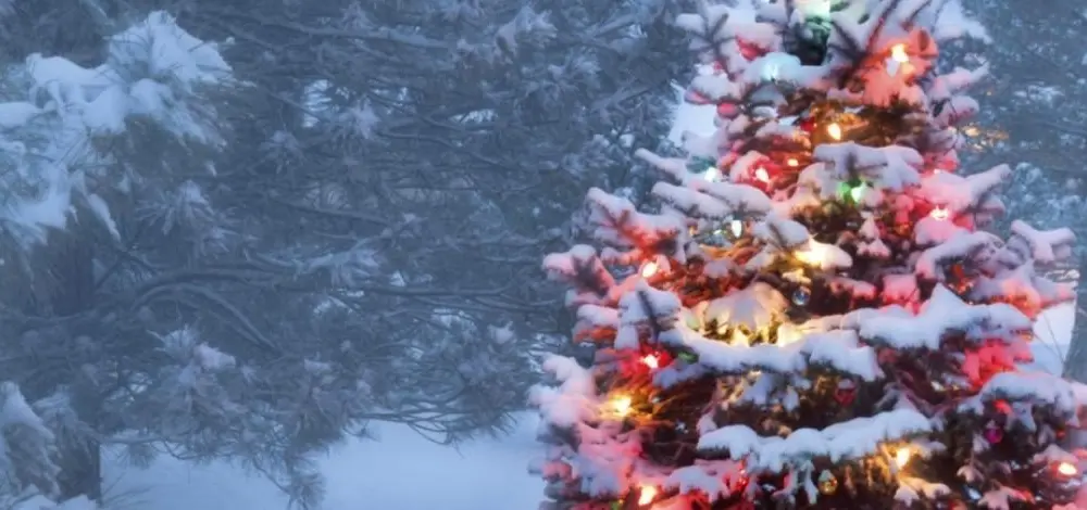 idaho_christmas-tree-permits897978