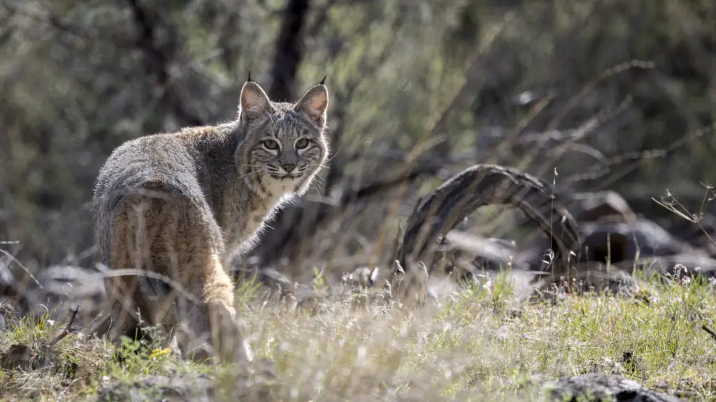 close-up-release-shot-_photo-credit_-sue-dougherty743566