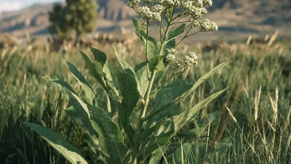 imgi_4_overview-toxic-plant-png-2