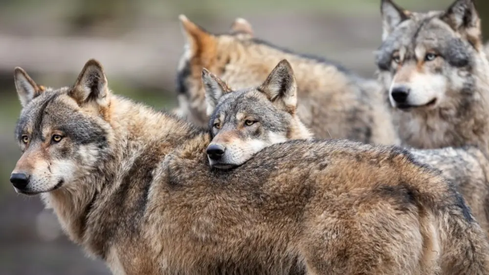 wolf-family798784