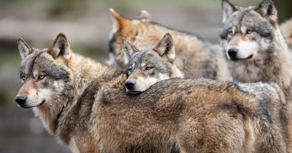 wolf-family798784