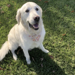 dog554961