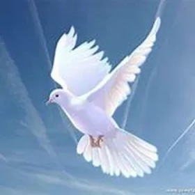 meng-family-funeral-home-dove895547