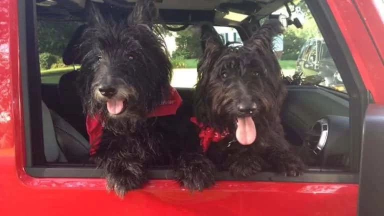benny-and-clyde-dog-days-of-summer-winners-768x432785780-1
