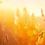 ed-lee-150x150606026-1