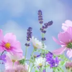 wildflowers2-150x150734025-1