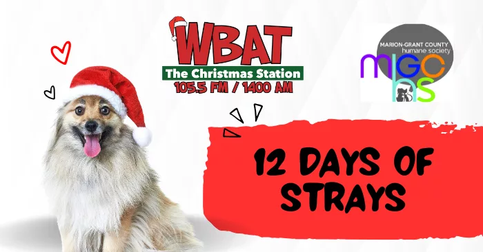 12-days-of-strays