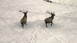 elk-in-winter