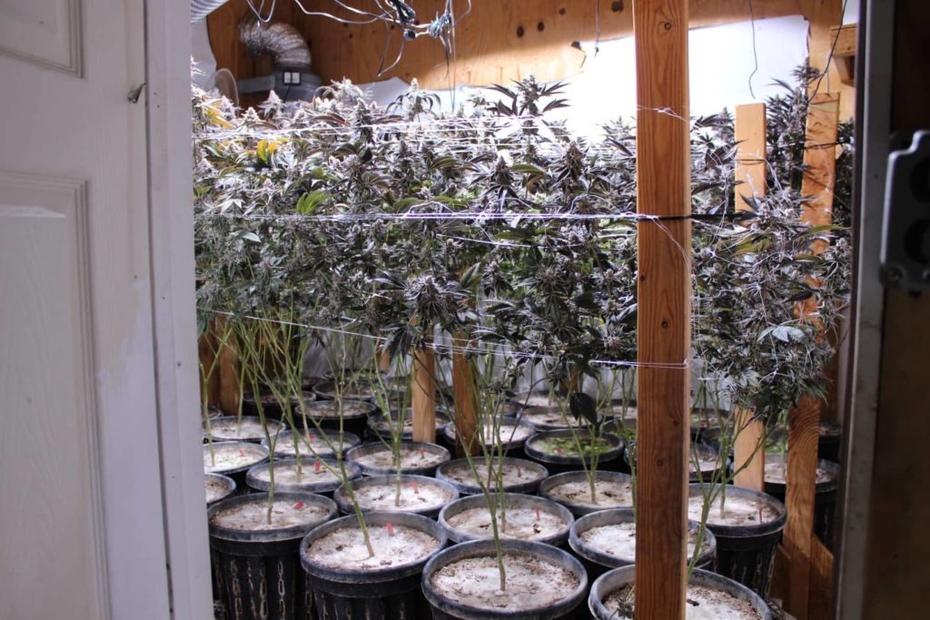 sunriver_pot_bust