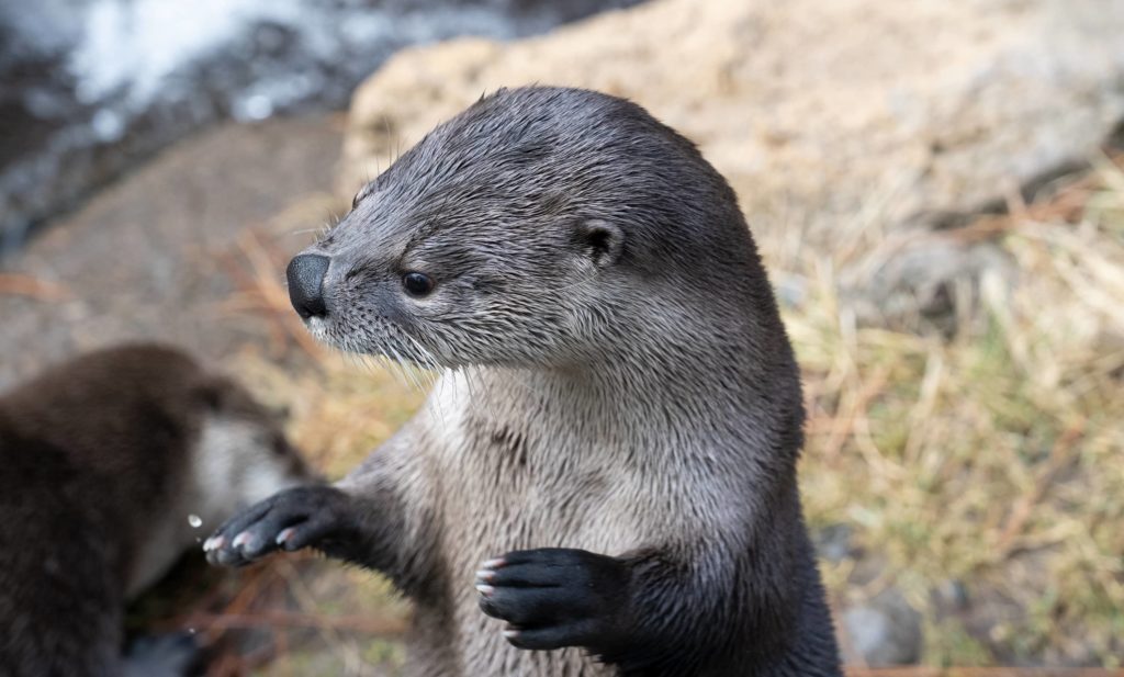 wesley_waving52153