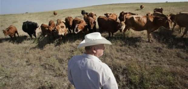 cattle-drought951372