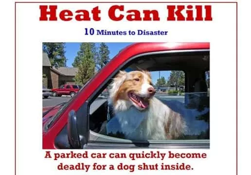 dogs-in-hot-cars-jpg142177