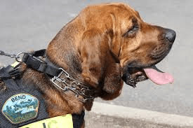 bend-police-dog223808