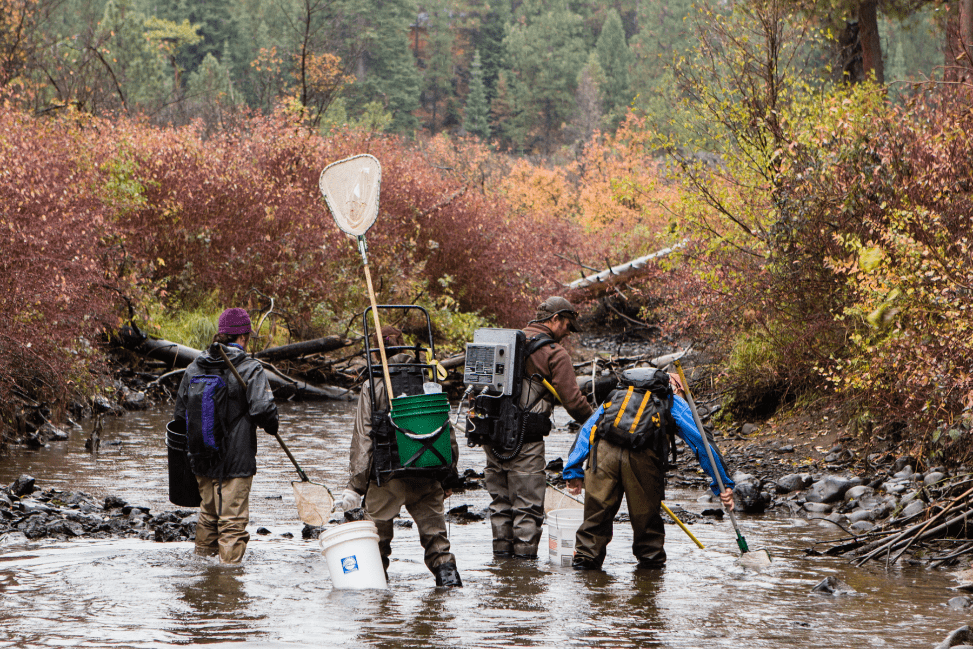 drc_fall_fish513613